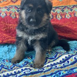 American Leopard Hound, Bluetick Coonhound, and German Shepherd Puppies from Haus Biery German Shepherds, Benchmark Blueticks & Leopard Hounds