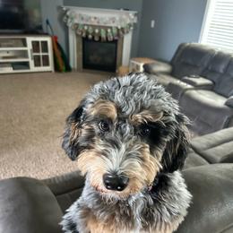 Sadie - Merle female Bernedoodle puppy in Sherman, Illinois from Shirl Doodle Life