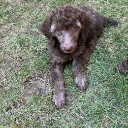 Maple - Phantom female Poodle puppy in Minneapolis, Minnesota from Sanctus Standards