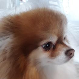 Roxi - Pomeranian