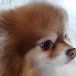 Roxi - Pomeranian