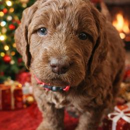 Whitney mountain - Red female Labradoodle puppy in Phelan, California from Family Doodles