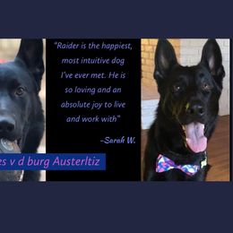 German Shepherd Puppies from Austerlitz German Shepherds