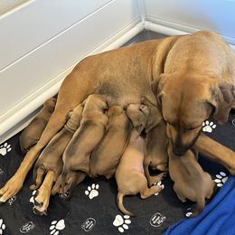 Rhodesian Ridgeback Puppies from Alta Ridgebacks