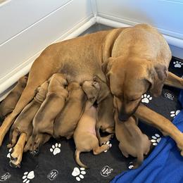 Rhodesian Ridgeback Puppies from Alta Ridgebacks