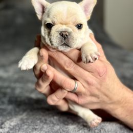 French Bulldog Puppies from Frenchie Authority