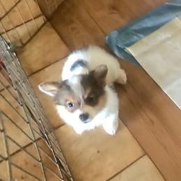 Boy 1 - White and black male Pembroke Welsh Corgi puppy in San Diego, California from San Diego Corgis