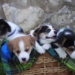 Pembroke Welsh Corgi Puppies from Bluebonnet TLC Kennels