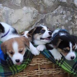 Pembroke Welsh Corgi Puppies from Bluebonnet TLC Kennels