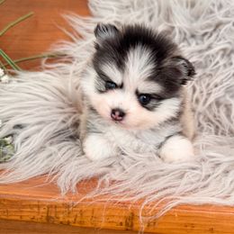 Jace - Gray and white male Pomsky puppy in La Verne, California from Red Cedar Pomskies