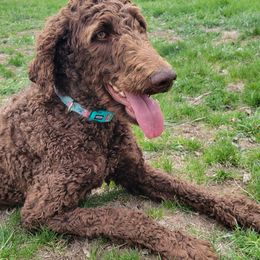 Poodle All Grown Up from Ffynnet Farms Poodles