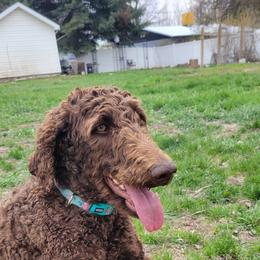 Poodle All Grown Up from Ffynnet Farms Poodles