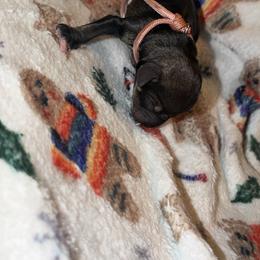 Miniature Schnauzer Puppies from T&T