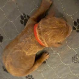Mr Red - Apricot male Goldendoodle puppy in Indiana, Pennsylvania from Kathy's Doodles