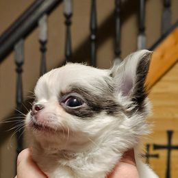Chihuahua Puppies from Country Charm Chihuahuas