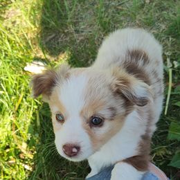 Toy Australian Shepherd Puppies from SLASH SEVEN Toy Aussies