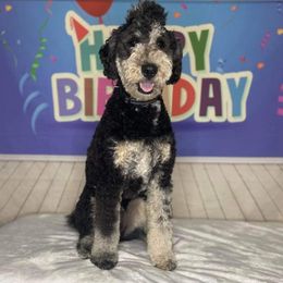 Bernedoodle, Poodle, and Schnoodle All Grown Up from Grand Lake Poodles & Doodles