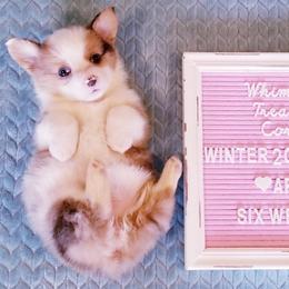 American Corgi and Pembroke Welsh Corgi Puppies from Whimsical Treasure Corgis
