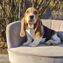 Blue Collar 'Cobweb' - Black brown and white male Basset Hound puppy in Valley, Washington from Peaceful Valley Paws