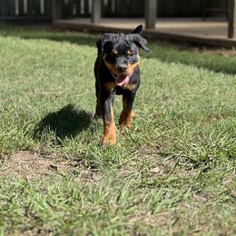 Pink Girl - Black and mahogany female Rottweiler puppy in Humble, Texas from Inexorable Haus Early Rotts