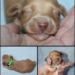Clover - Red male Dachshund puppy in South Webster, Ohio from Griffith’s Gorgeous Dachshunds