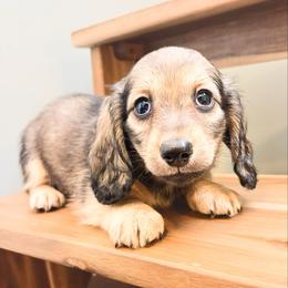 Honey 3500 - Cream female Dachshund puppy in Sylvania, Alabama from Yancey’s Doxies