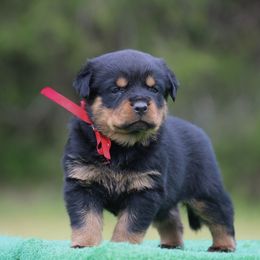 Vato - Black and mahogany Rottweiler puppy in Uniontown, Alabama from CedarBluff Rottweilers