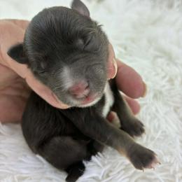 Arthur - Liver male Miniature Schnauzer puppy in Sylvania, Georgia from Southern Sky Miniature Schnauzers