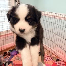Purdy - Black tri female Miniature Australian Shepherd puppy in Midlothian, Virginia from Scearce breeders