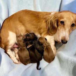 AKC Ch Sired Cream Female - Cream female Dachshund puppy in Medina, Ohio from STORIED DOXIES