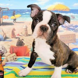 Boston Terrier Puppies from Our Gang Bostons