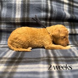 Black - Apricot female Goldendoodle puppy in Fayetteville, Arkansas from Mountain Grove Doodles