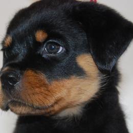 Rottweiler Puppies from 2Infinity Rottweilers LLC