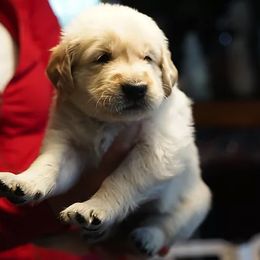 "Piper's baby (Golden Retriever)" Goldendoodle, Golden Retriever, and Sheepadoodle Puppies from Guppy Puppies