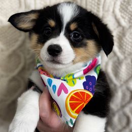 Arcadia - Black and tan female Pembroke Welsh Corgi puppy in New Port Richey, Florida from Spots and Sploots
