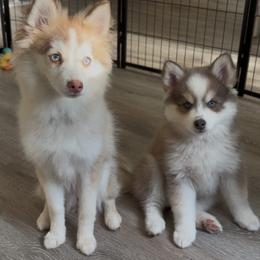 Pomsky Puppies from True North Pomskies