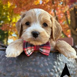 Boy 1 - Red male Cockapoo puppy in Lake Tansi, Tennessee from Davis cockapoos