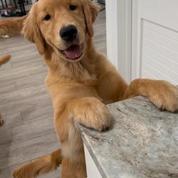 Scoop - Golden female Golden Retriever puppy in Saint Pauls, North Carolina from Copperfield’s Goldens