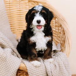 Bernedoodle and Cavapoo Puppies from Coffey House Doodles