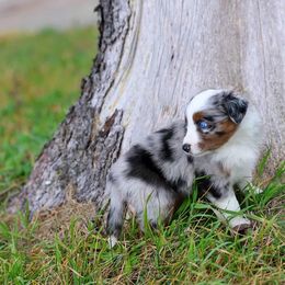 Lou - Blue merle male Australian Shepherd puppy in Niles, Michigan from Tara's Australian Shepherds