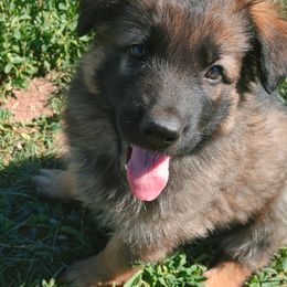 Boy 1 - Black and red German Shepherd puppy in Bozeman, Montana from Scenic View Ranch Shepherds