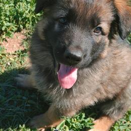 Boy 1 - Black and red German Shepherd puppy in Bozeman, Montana from Scenic View Ranch Shepherds