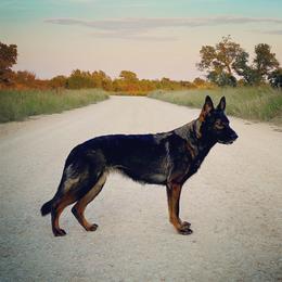 Narsil - German Shepherd