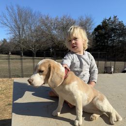 Beagle Puppies from Hales Little Beagle Haven
