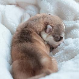 Ember - Sable and white female Siberian Husky puppy in Bly, Oregon from Hill Top Huskies