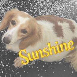 Sunshine - Dachshund