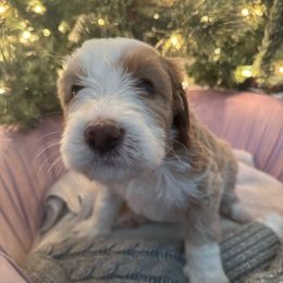 Green - Red female Bernedoodle puppy in Toledo, Ohio from Avery Doodle Day LLC