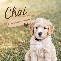 Chai - Apricot female Goldendoodle puppy in Madison, Georgia from Wildflower Doodles