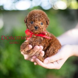 Dorothy (Red Collar Girl) - Red  female Goldendoodle puppy in Salt Lake City, Utah from Snowfire Doodles