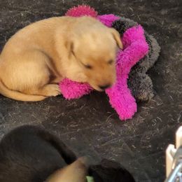 Labrador Retriever Puppies from Melissa's Labradors